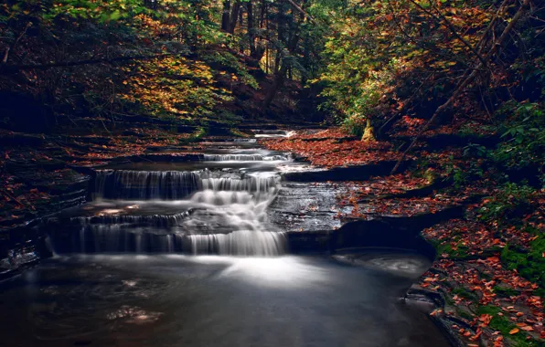 Picture autumn, forest, river, stream, cascade