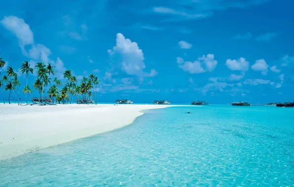 Picture beach, palm trees, the ocean, island, resort