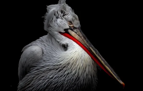 Background, bird, Pelican