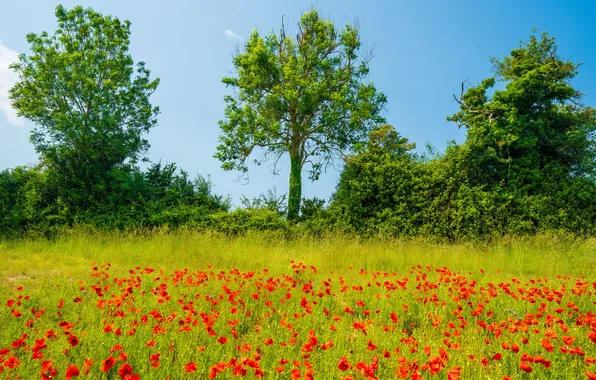 Greens, field, forest, summer, the sky, trees, landscape, flowers