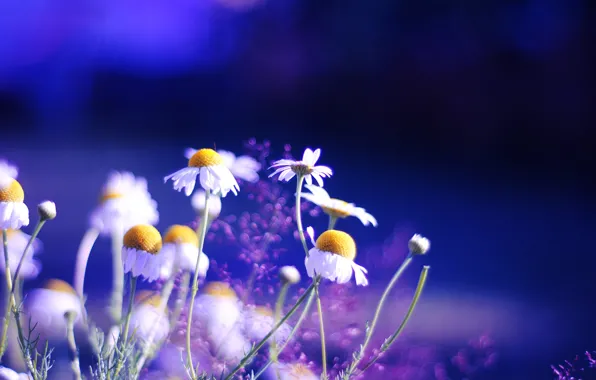 Picture color, flowers, nature, background, Wallpaper, bright, chamomile, plants