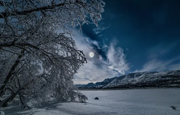 Winter, forest, the sky, stars, clouds, snow, trees, landscape