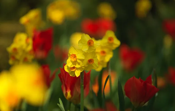 Light, flowers, bright, spring, yellow, garden, tulips, red