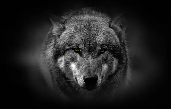 Look, wolf, predator