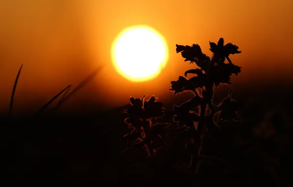 Picture flower, the sun, sunset, the steppe