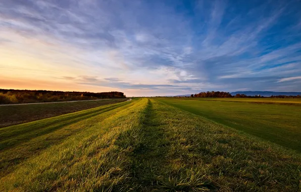 Picture field, the sky, trees, the evening, horizon, weed