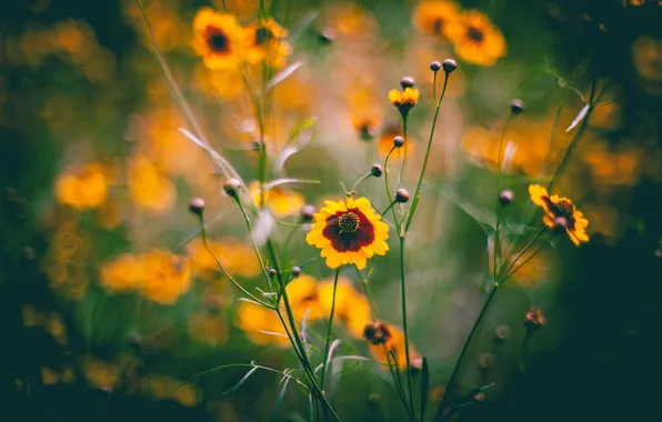 Picture stems, petals, yellow, bokeh, wildflowers