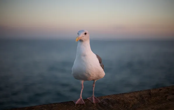 Bird, legs, Seagull, feathers