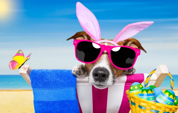 Picture beach, butterfly, dog, glasses, happy, beach, dog, Easter