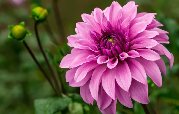 Picture macro, pink, dahlias