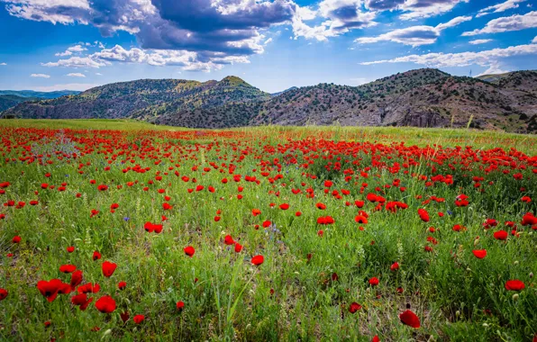 Picture field, flowers, mountains, Maki