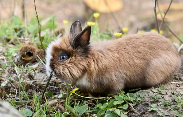 Wallpaper rabbit, grass, nature