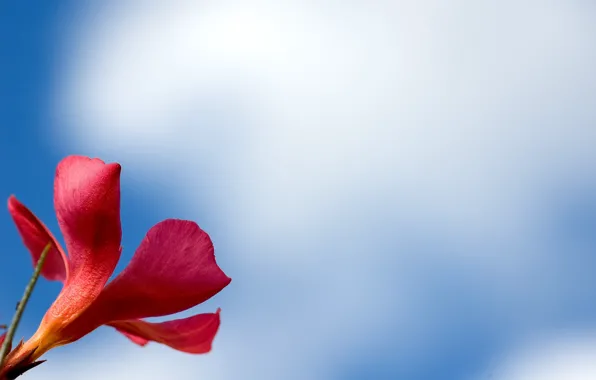 Picture flower, macro, red, background, widescreen, Wallpaper, petals, wallpaper