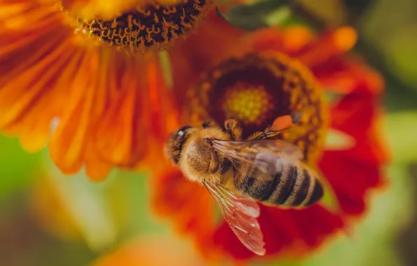 Macro, flowers, bee, orange, bokeh, gelenium