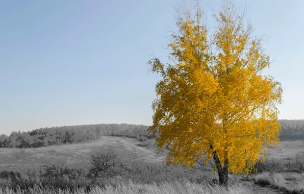 Foliage, Autumn, birch, yellow