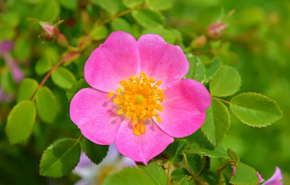 Picture Macro, Rose, Macro, Pink flower, Pink flower