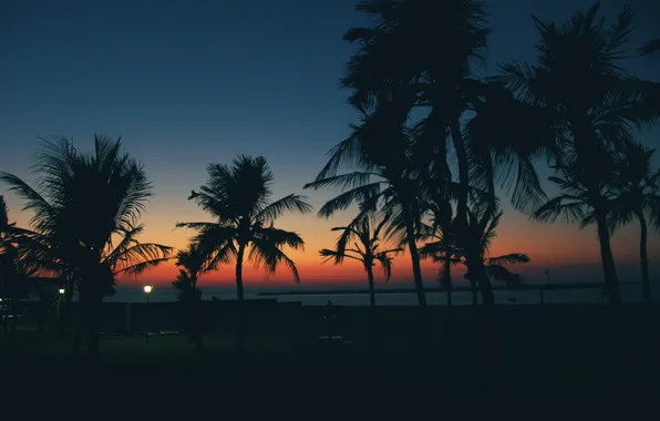 Beach, sunset, palm trees