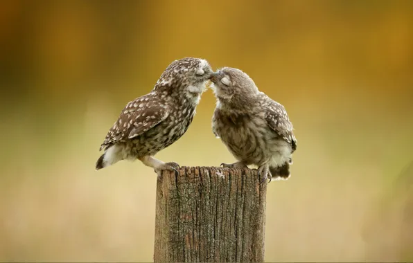 Birds, owl, kiss, feathers