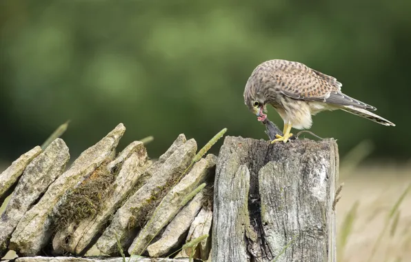Stones, bird, stump, Falcon, predatory, mining, Kestrel