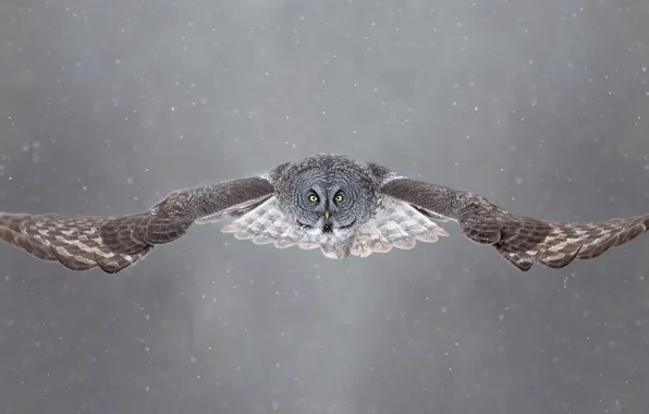 Winter, eyes, snow, flight, owl, wings, open wings, wildlife