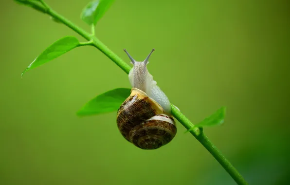 Picture greens, macro, background, snail, stem, a blade of grass