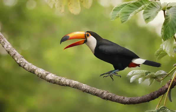 Picture jump, bird, branch, Toucan