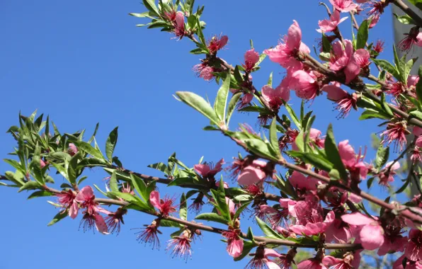 The sky, peach, April, spring 2018, Meduzanol ©
