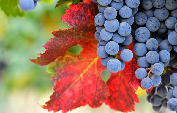 Picture autumn, leaves, macro, blue, nature, grapes, red leaves, bokeh