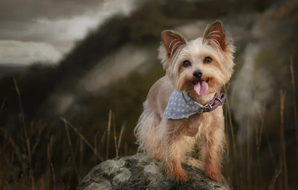Language, grass, look, mountains, nature, stone, dog, collar