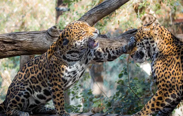 The game, predator, pair, Jaguar