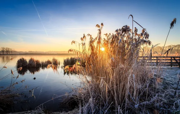 Sunset, The sky, The reeds