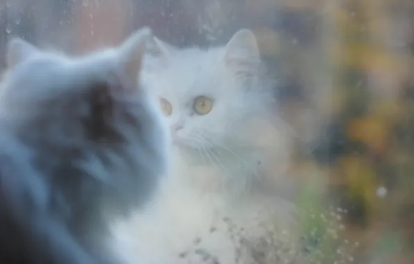 Cat, reflection, white