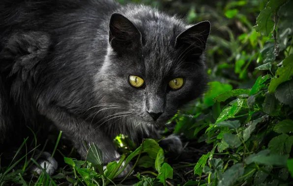 Cat, grass, eyes, cat, look, face