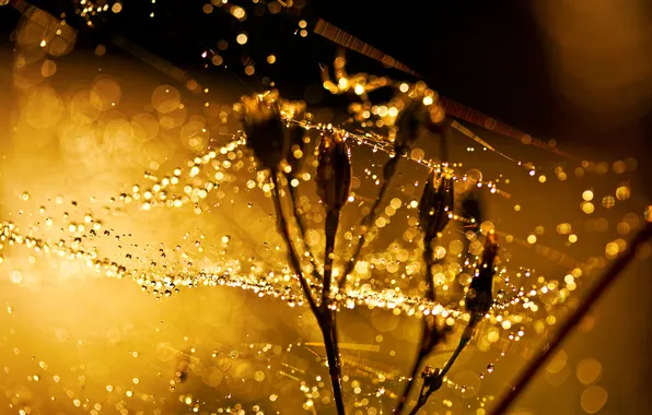 Picture drops, macro, light, flowers, Rosa, glare, web