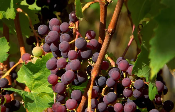 Nature, grapes, bunch, vine