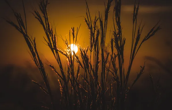 Picture grass, the sun, Hide and Seek