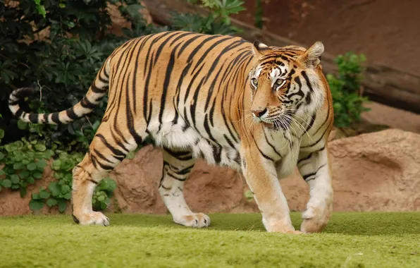 Picture tiger, strip, predator, skin, tail