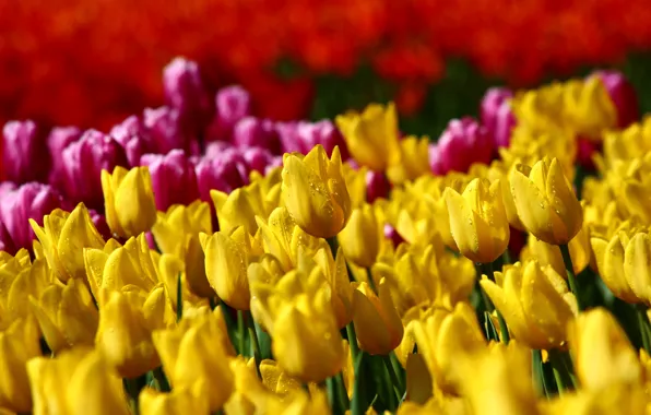 Field, drops, yellow, bright, spring, garden, tulips, pink