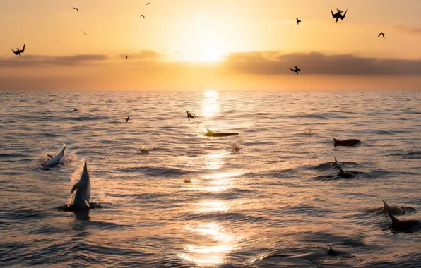 Sea, the sky, birds, dawn, horizon, dolphins