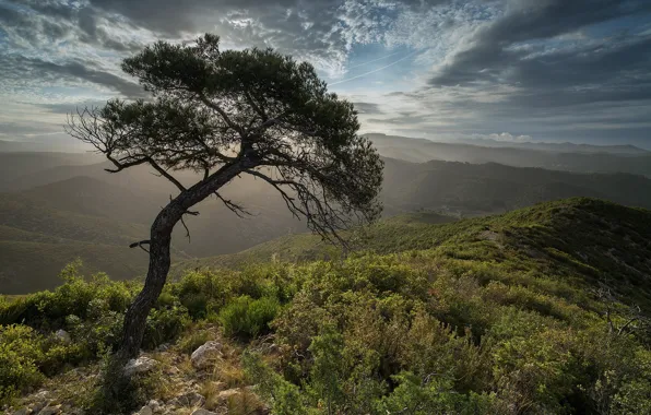 Picture the sky, landscape, mountains, nature, tree