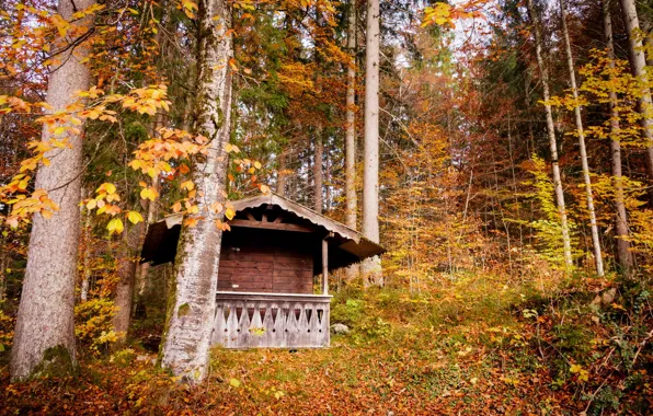 Autumn, forest, leaves, trees, yellow, Germany, Bayern, house