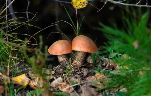 Mushrooms, hats, Duo, aspen