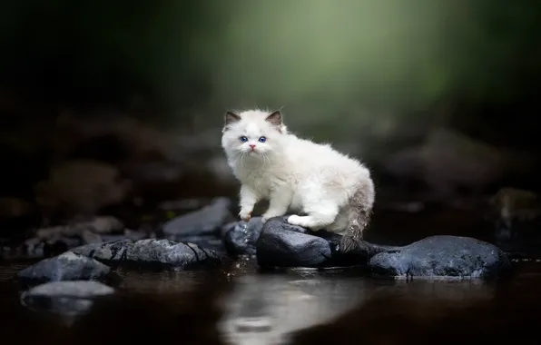 Cat, white, look, water, nature, pose, the dark background, stones