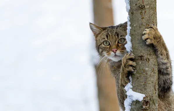 Winter, cat, cat, look, face, snow, pose, grey