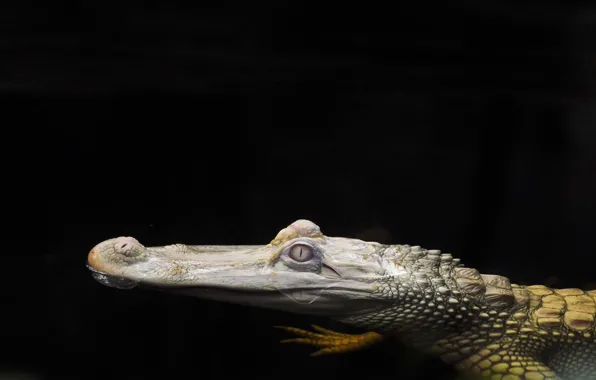 Water, background, head, Crocodile, albino