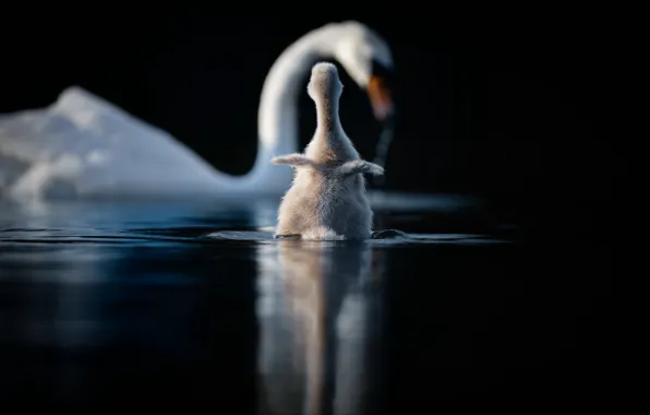 Picture water, birds, baby, swans, chick, Lebedenko