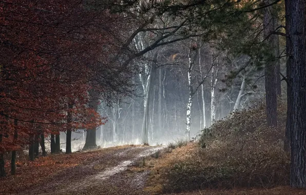 Picture road, autumn, forest