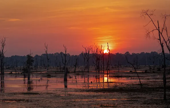 Forest, water, the sun, light, trees, sunset, branches, fog