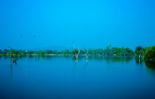 Nature, Sky, Blue, Water, Trees
