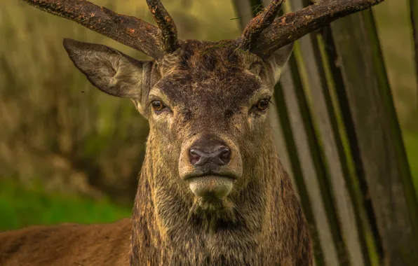 Picture look, calm, deer